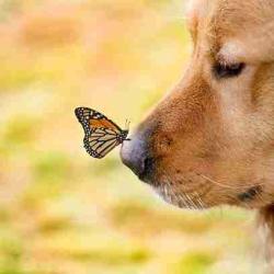 User Profile: DogAndButterfly7777