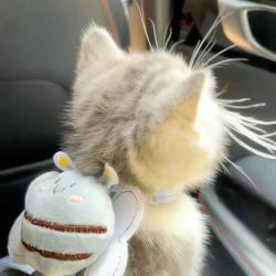 User Profile: evergreendreams