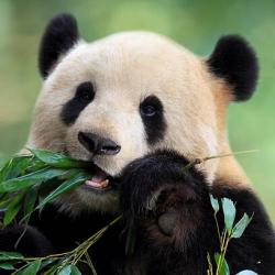 User Profile: Cutepandahere