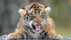 User Profile: sympatheticTiger2424