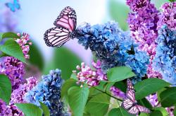 User Profile: PurpleButterfly0801