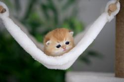 User Profile: happyheart2611