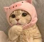 User Profile: pinkfluffyunicorns1234