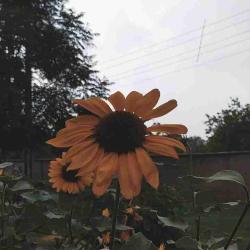 User Profile: Gunesh11