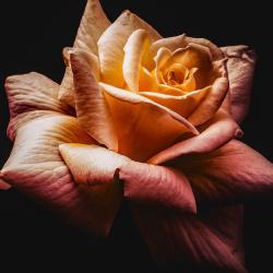 User Profile: CoralGrief