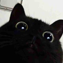 User Profile: lilCatNamedVenus