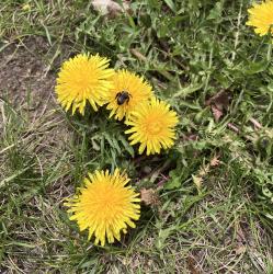 User Profile: dandelioncorvid