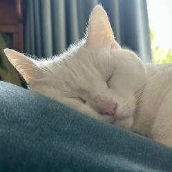 User Profile: convivialCat26