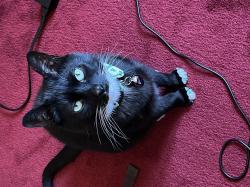 User Profile: TuxCatLady15