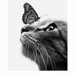 User Profile: intelligentKitten412