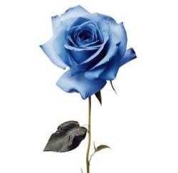 User Profile: babybluerose