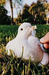 User Profile: DoveInATopHat