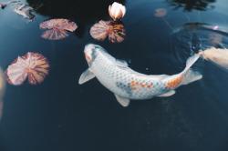 User Profile: DreamsofAuratus