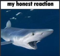 somedragonlover9013 profile picture