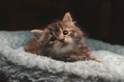 User Profile: adventurousOwl0510