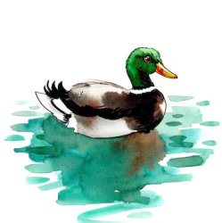 User Profile: DuckingTired4189