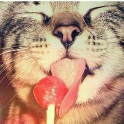 User Profile: lollipop13379