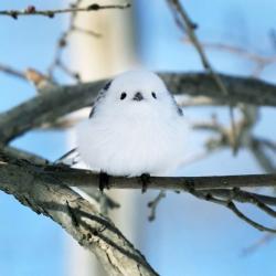 User Profile: Popsicle0