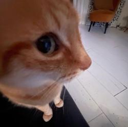 User Profile: helpfulCat297