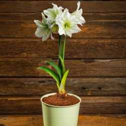 User Profile: adhdamaryllis