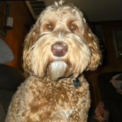 User Profile: Roo5013