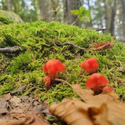 User Profile: SleepOnMoss