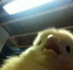 CheezPuff profile picture
