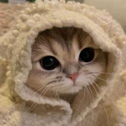 User Profile: BryerSaysHello
