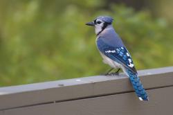 User Profile: blueJay5664