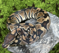 Pandaaacuzyes profile picture