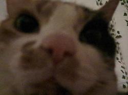 User Profile: sophiesoph122333