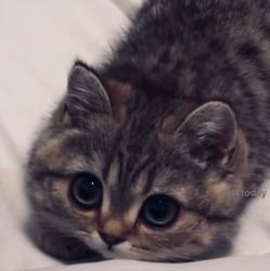 User Profile: TinyTan