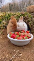 User Profile: Blueberryrabbit