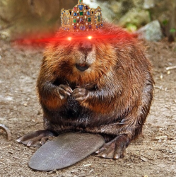 User Profile: Theimperialbeaver49