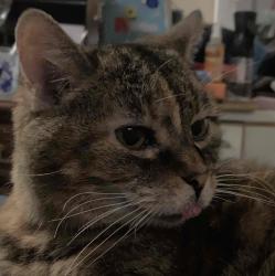 User Profile: inventiveKitten4821