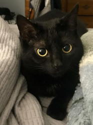 User Profile: meowcatmeowcat