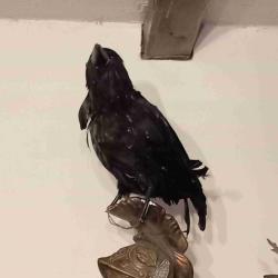 User Profile: Nevermore1985
