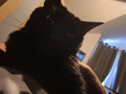 User Profile: smirnoffthecat