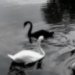 User Profile: BlackPearlSwan