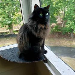 User Profile: amberpsi