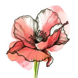 User Profile: PoppyTries