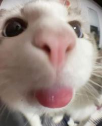 User Profile: Nitrolysizzz