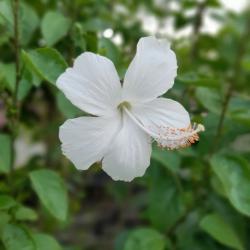 User Profile: SiddharthSriv21