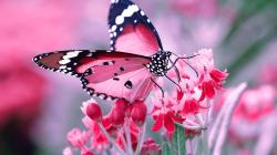 User Profile: ButterfliesAreFree88