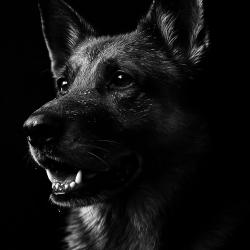 User Profile: Pawz2012