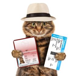 User Profile: Anycat