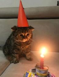 User Profile: SadBirthdayCat