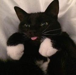 User Profile: Thoughtfulwraith