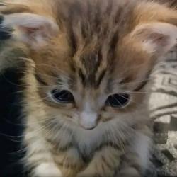 User Profile: hearthsoul