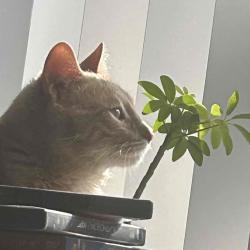 User Profile: NothingAwakened
